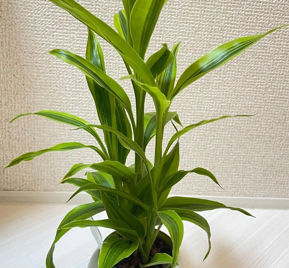 Hotel apartamentowy Ying-Shinjuku Hostel Tokio